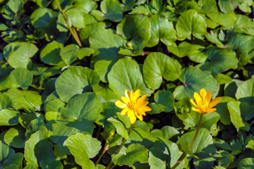 The first spring flowers are yellow. In vivo.