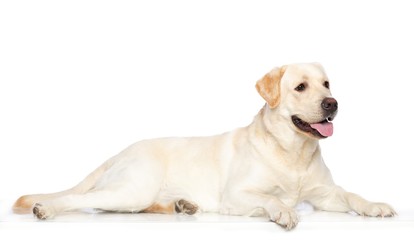 Labrador retriever Dog on Isolated White Background in studio