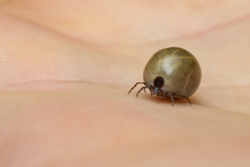 Fat tick on hand skin surface