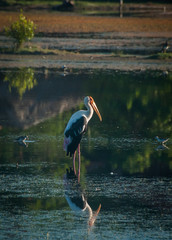 Painted stork stands in shallow lagoon in Sri Lanka