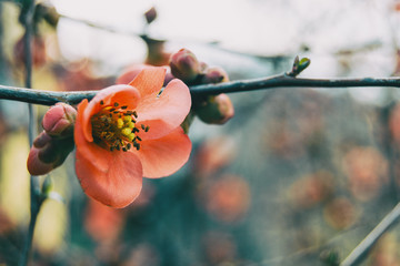 Close-up of a pink chaenomeles japonica flower