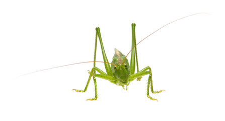 Green locust isolated on white