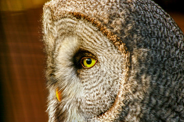 Laplanduil in de zon.
