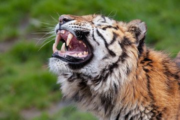 Grommende Bengaalse tijger.