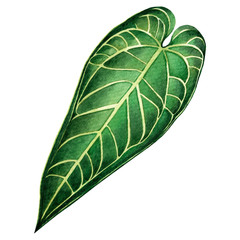 Watercolor painting big green leaves,palm leaf isolated on white background.Watercolor elephant ear leaf,illustration tropical exotic leaf for wallpaper vintage Hawaii style pattern.With clipping path