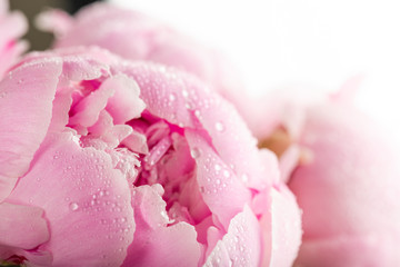 peony with drops of dew © Valeri Luzina
