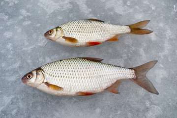 Two roaches lying on the ice. Fishing in winter with ice on the jig.