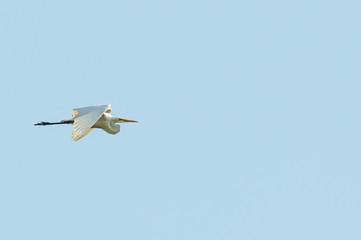 Great Egret in level flight