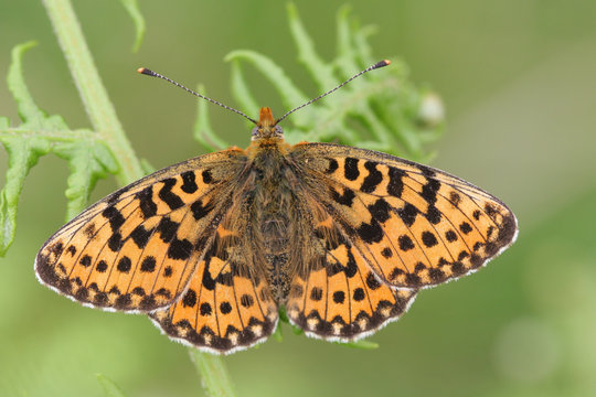 A Pearl-bordered Fritillary Butterfly (Boloria euphrosyne) with open wings perched on bracken.