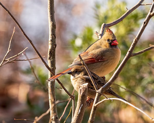 A female northern cardinal perched in a tree on a beautiful winter day. 