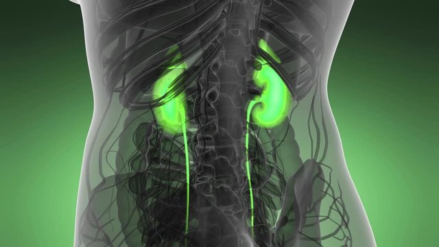 Science Anatomy Scan Of Human Kidneys Glowing
