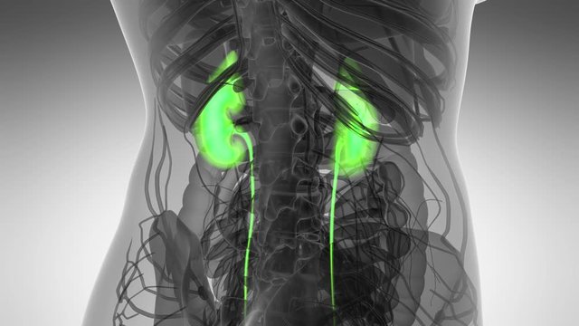 Science Anatomy Scan Of Human Kidneys Glowing