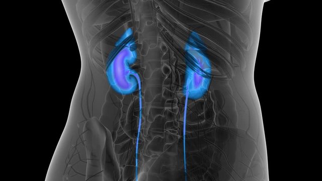 Science Anatomy Scan Of Human Kidneys Glowing