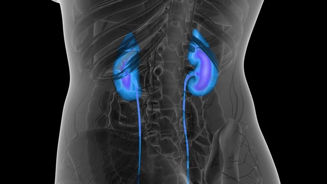 Science Anatomy Scan Of Human Kidneys Glowing