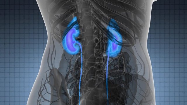 Science Anatomy Scan Of Human Kidneys Glowing