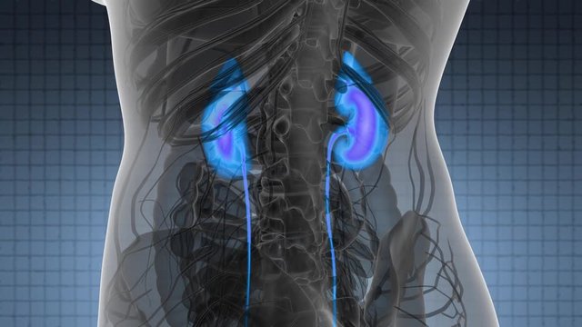 Science Anatomy Scan Of Human Kidneys Glowing