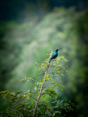 lovely blue kingfisher sits on top of a bush in Sri Lanka