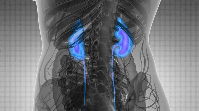 Science Anatomy Scan Of Human Kidneys Glowing