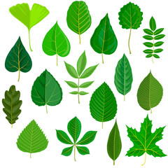 vector set of tree leaves