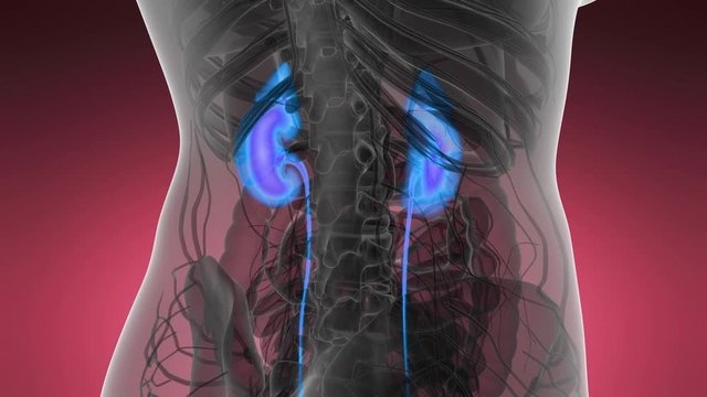 Science Anatomy Scan Of Human Kidneys Glowing