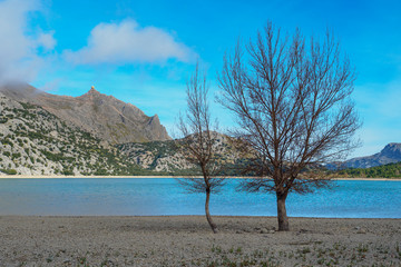 Fototapeta na wymiar Dos árboles secos en la orilla del embalse de Cúber, Mallorca