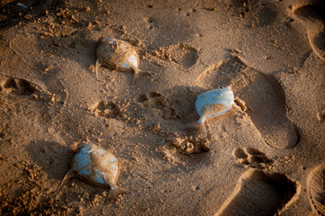 morning catch fish in the sand