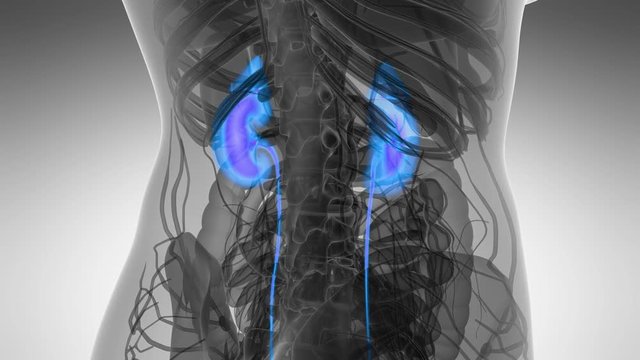 Science Anatomy Scan Of Human Kidneys Glowing