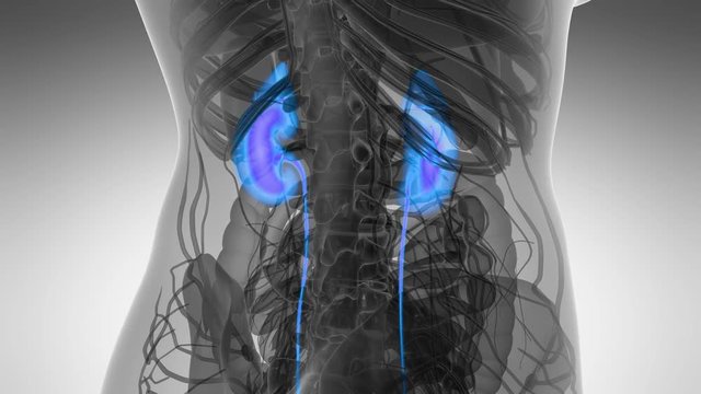 Science Anatomy Scan Of Human Kidneys Glowing