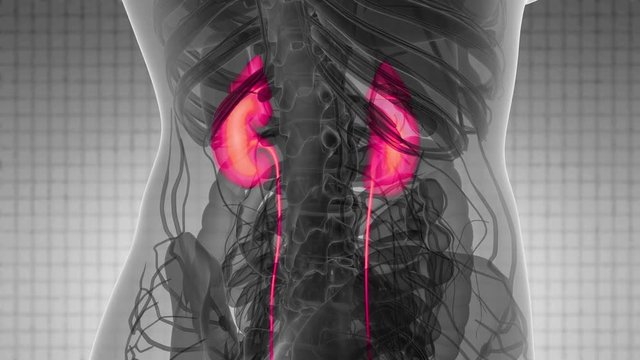 Science Anatomy Scan Of Human Kidneys Glowing