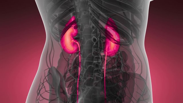 Science Anatomy Scan Of Human Kidneys Glowing