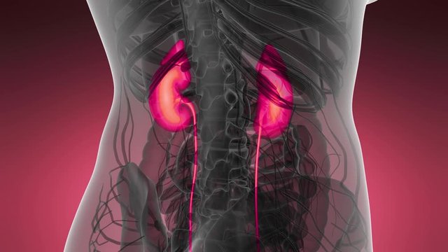 Science Anatomy Scan Of Human Kidneys Glowing