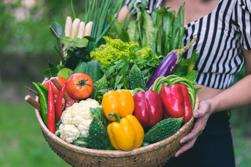 Hands of female holding a Basket with different fresh farm vegetables. Autumn harvest and healthy organic food concept, Over Nature Background