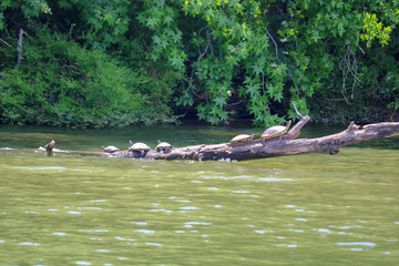 Turtles Sunbathing