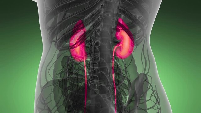 Science Anatomy Scan Of Human Kidneys Glowing