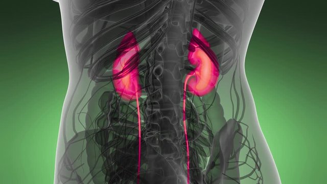 Science Anatomy Scan Of Human Kidneys Glowing