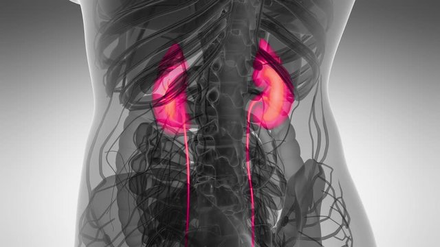 Science Anatomy Scan Of Human Kidneys Glowing