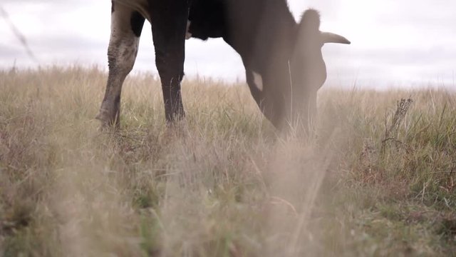 Black and white cow eats herb in the field