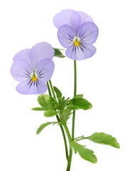 Crédence de cuisine en verre imprimé Pansies Fleur de Viola cornuta