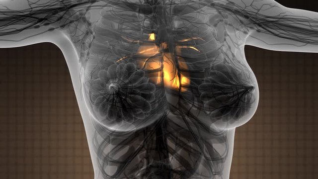 science anatomy scan of human heart glowing
