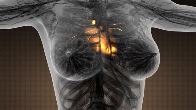 science anatomy scan of human heart glowing