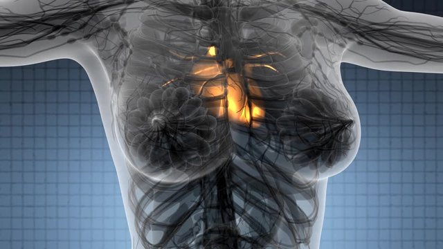 science anatomy scan of human heart glowing