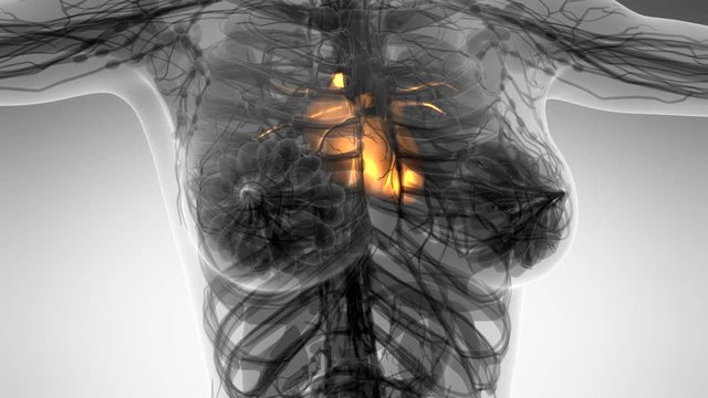 science anatomy scan of human heart glowing