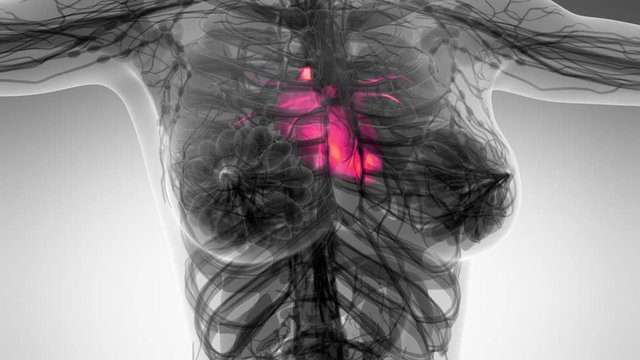 science anatomy scan of human heart glowing