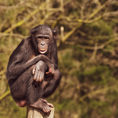 Photo of an adult bonobo made in captivity