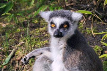 Close-up portrait of a ring-tailed lemur