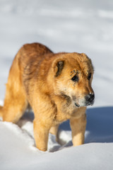 red dog in the snow