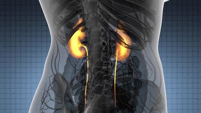 Science Anatomy Scan Of Human Kidneys Glowing