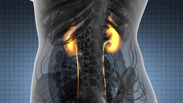 Science Anatomy Scan Of Human Kidneys Glowing