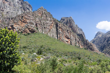 Fototapeta na wymiar Mountain range in Western Cape South Africa with Protea bush in foreground - Dutoitskloof mountains