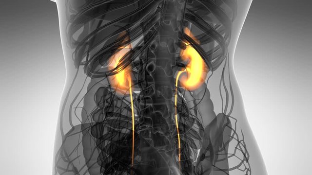 Science Anatomy Scan Of Human Kidneys Glowing